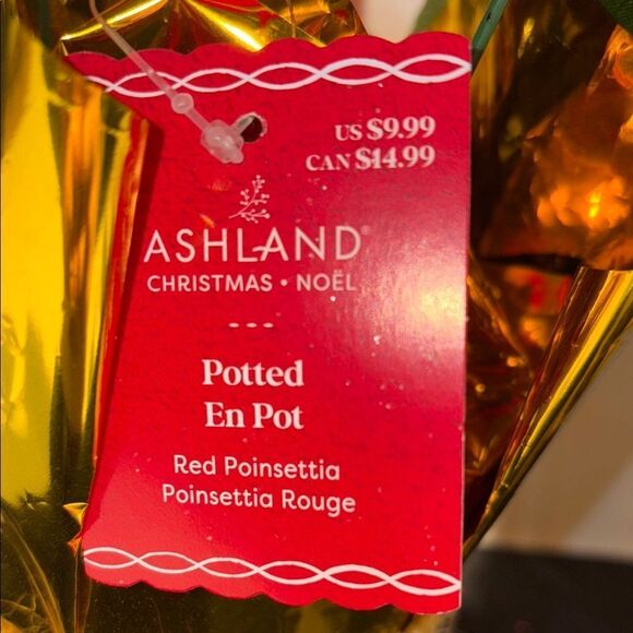 Ashland Red and Green Poinsettia Arrangement with Gold Wrap - Picture 4 of 7